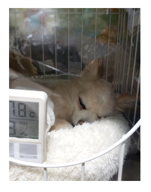 犬 お礼 感謝 ありがとう 昇 虹 天国 胸水 てんかん プレドニン ステロイド 発作 フェノバール 癌 ガン 分子標的薬 抗がん剤 老犬 心臓 保護犬 チワワ イラスト 絵 まんが 漫画 マンガ