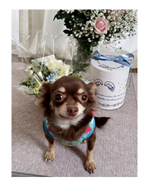 犬 お礼 感謝 ありがとう 昇 虹 天国 胸水 てんかん プレドニン ステロイド 発作 フェノバール 癌 ガン 分子標的薬 抗がん剤 老犬 心臓 保護犬 チワワ イラスト 絵 まんが 漫画 マンガ
