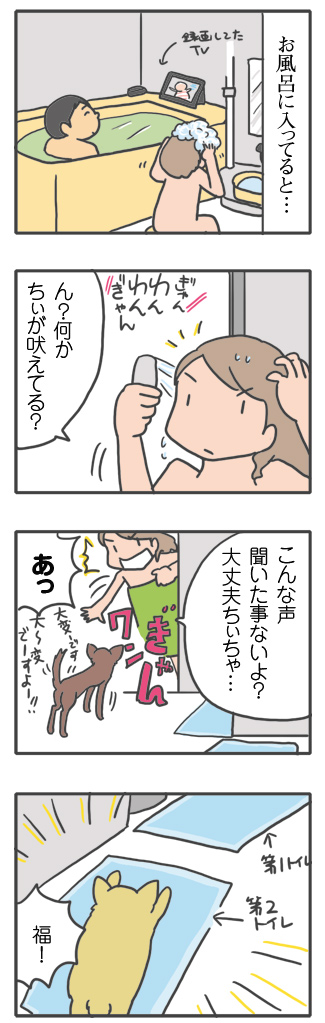 犬 風呂 教え 先住 末期 虹 天国 胸水 てんかん プレドニン ステロイド 発作 フェノバール 癌 ガン 分子標的薬 抗がん剤 老犬 心臓 保護犬 チワワ イラスト 絵 まんが 漫画 マンガ