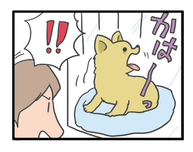 犬 お礼 感謝 ありがとう 昇 虹 天国 胸水 てんかん 発作 腫瘍 死 様子 状況 明け方 逝 癌 ガン 分子標的薬 抗がん剤 老犬 心臓 保護犬 チワワ イラスト 絵 まんが 漫画 マンガ