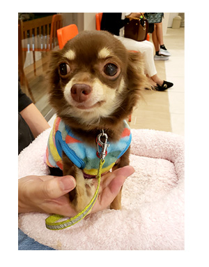 犬 お礼 感謝 ありがとう 昇 虹 天国 胸水 てんかん 発作 腫瘍 死 様子 状況 明け方 逝 癌 ガン 分子標的薬 抗がん剤 老犬 心臓 保護犬 チワワ イラスト 絵 まんが 漫画 マンガ