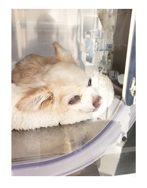 犬 お礼 感謝 ありがとう 昇 虹 天国 胸水 てんかん 発作 腫瘍 死 様子 状況 明け方 逝 癌 ガン 分子標的薬 抗がん剤 老犬 心臓 保護犬 チワワ イラスト 絵 まんが 漫画 マンガ