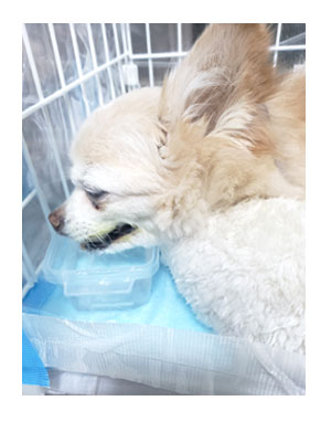 犬 お礼 感謝 ありがとう 昇 虹 天国 胸水 てんかん 発作 腫瘍 死 様子 状況 明け方 逝 癌 ガン 分子標的薬 抗がん剤 老犬 心臓 保護犬 チワワ イラスト 絵 まんが 漫画 マンガ