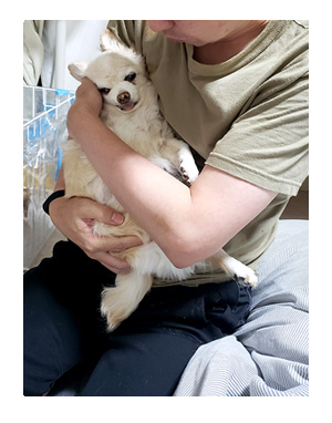 犬 お礼 感謝 ありがとう 昇 虹 天国 胸水 てんかん 発作 腫瘍 死 様子 状況 明け方 逝 癌 ガン 分子標的薬 抗がん剤 老犬 心臓 保護犬 チワワ イラスト 絵 まんが 漫画 マンガ