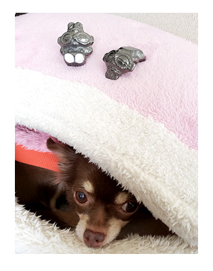 犬 土偶 遮光器 遮光 どぐう 眠 顔 似て ちぃ 福 心臓 保護犬 チワワ イラスト 絵 まんが 漫画 マンガ