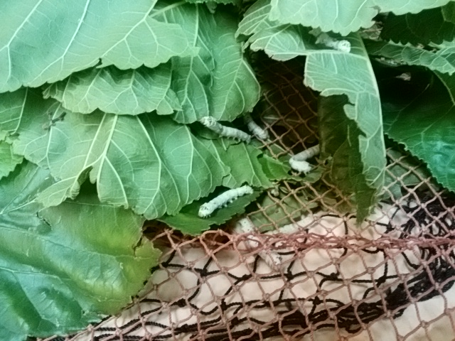 20180917_2168135.jpg