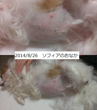 20140826¥½¥Õ¥£¥¢¤Î¤ª¤Ê¤«.jpg