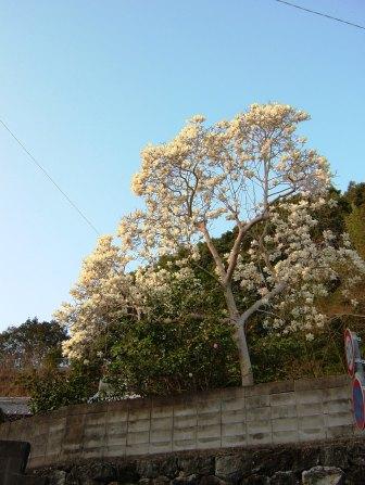 もくれん