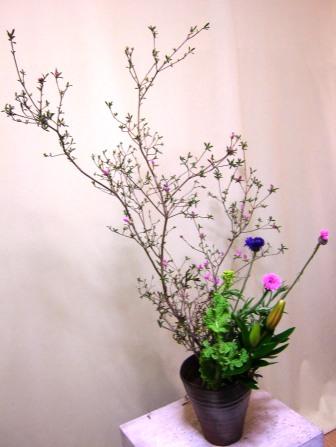 コメツツジ