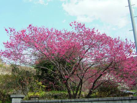 桜