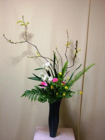 キンメヤナギ