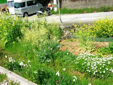 ブロッコリーの花