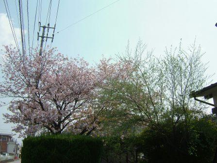 さくら