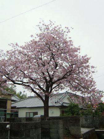 桜