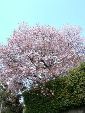 ボタン桜