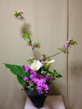 ボタン桜
