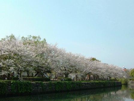 城西公園 桜