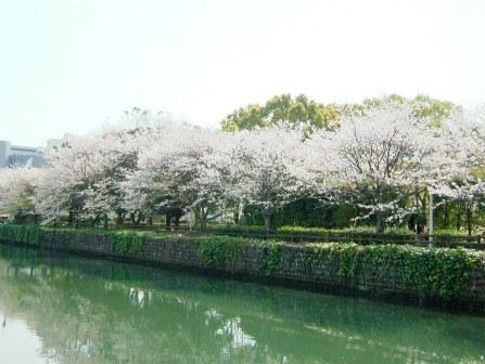桜右側