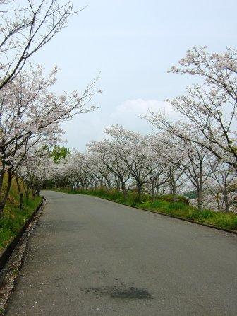 桜8
