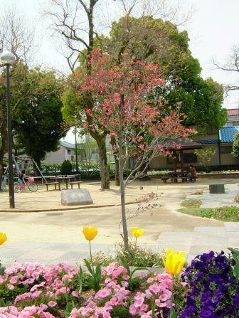 公園アメリカはなみずき