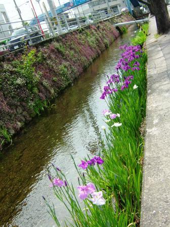 ショウブ
