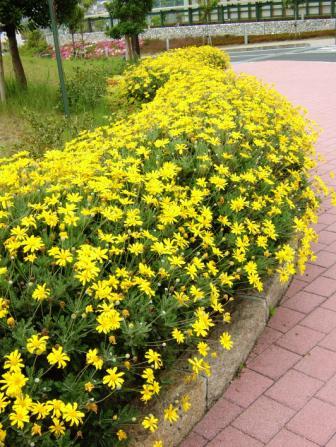 黄色い花