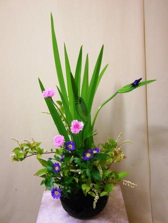 カキツバタ