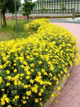 黄色い花2