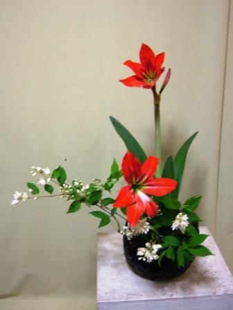 アマリリス