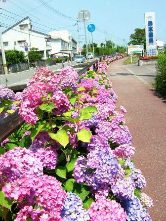 あじさい街道
