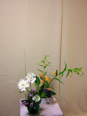 サンダーソニア