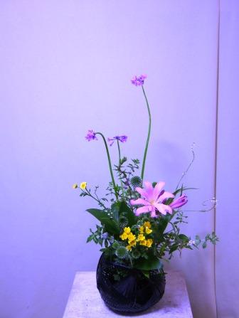 ハナニラ