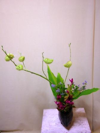 フウセントウワタ