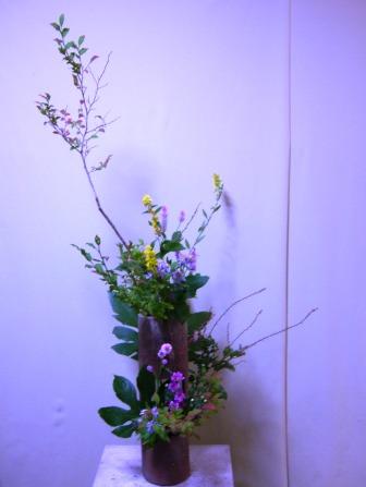 アキノキリンソウ