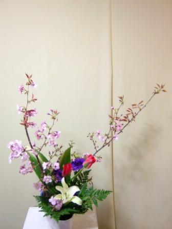 センダイヤ 桜