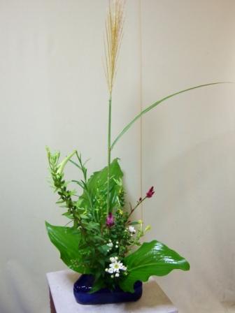 待宵草