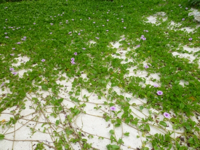 P1050033.JPG
