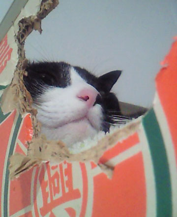 ココがいいにゃ〜