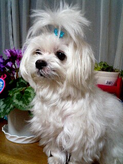 まるちゃん紹介
