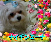 ナイチンミーナ