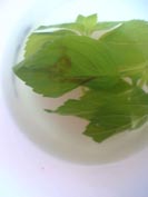 menta