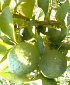 20060920_230262.jpg