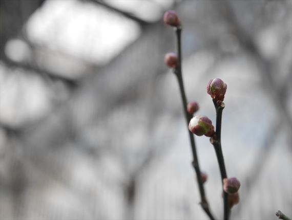梅の蕾（つぼみ）がふくらんでいました！ | おいしい御殿場日記