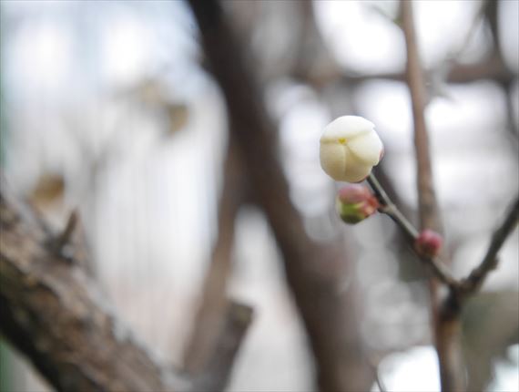 梅の蕾（つぼみ）がふくらんでいました！ | おいしい御殿場日記
