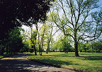 6年前の馬場記念公園・・・昨年の台風でたくさんの木が倒れました。