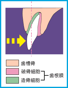 歯の動くメカニズム