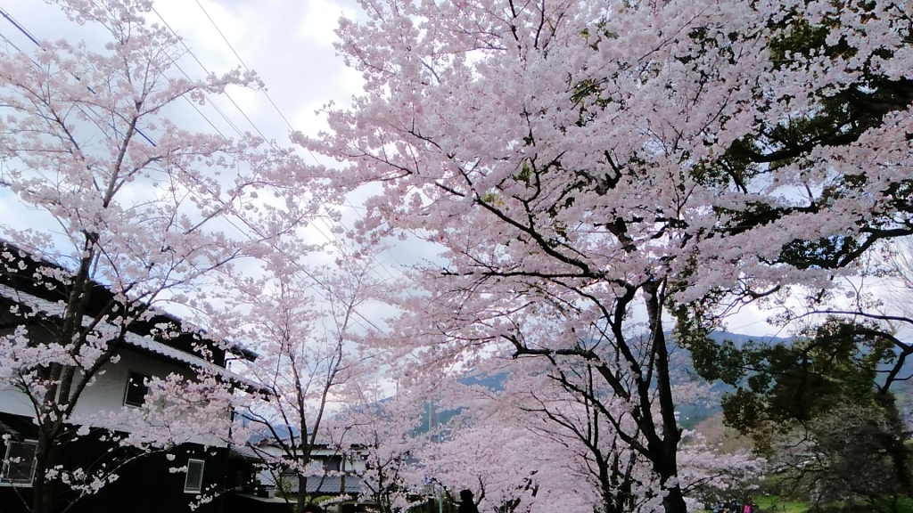 秋月に行きました Apricot Rose