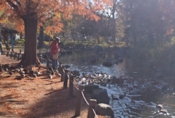 かも・・・