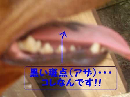 点 黒い ベロ に