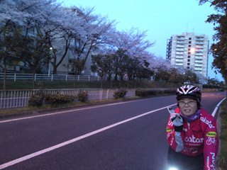 桜が満開!